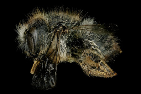 [Anthidioma chalicodomoides female (lateral/side view) thumbnail]
